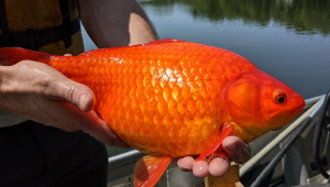 peixe dourado encontrado no brasil