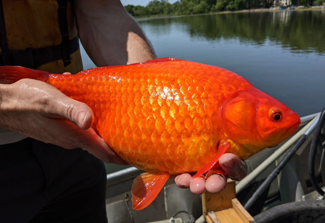 peixe dourado encontrado no brasil