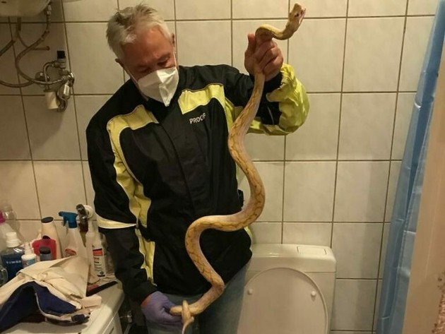 homem segurando cobra albina