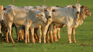 Um grupo de bovinos em cima de uma grama