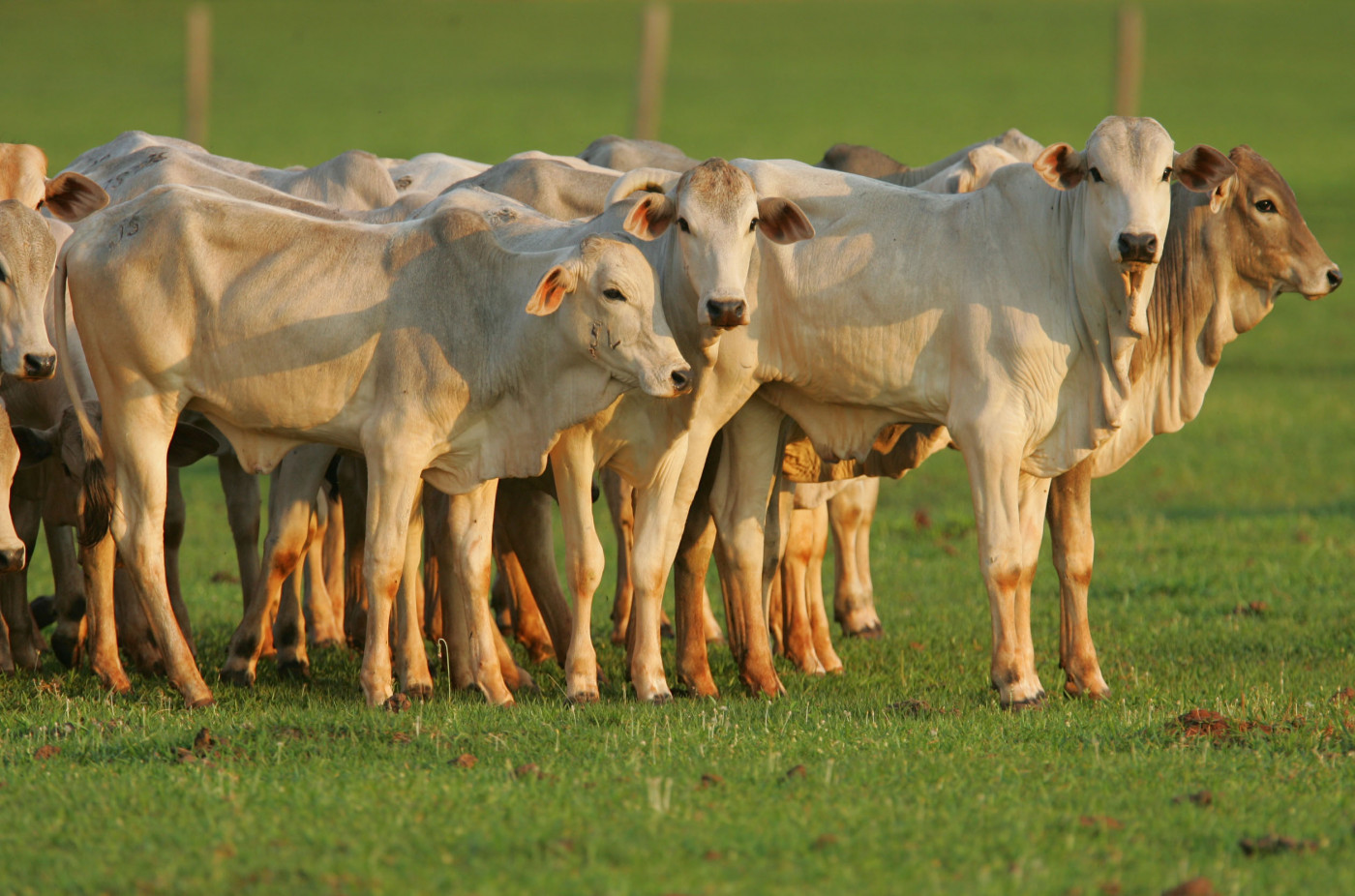 Um grupo de bovinos em cima de uma grama