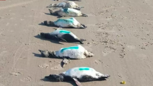 Pinguins são encontrados mortos em praia de SC