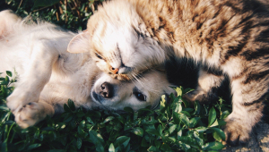 Calendário vacinal de cães e gatos