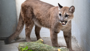 onça parda em zoológico