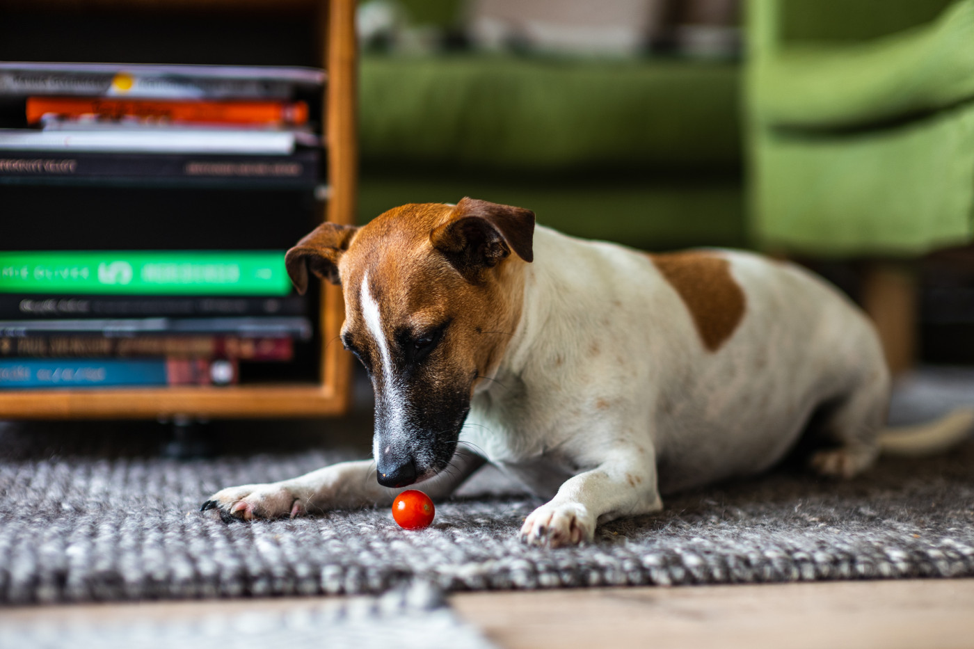 Cachorro branco e caramelo vira lata em cima de um tapete cinza e brincando com uma bolinha vermelha