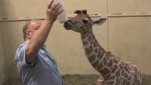 homem dando mamadeira para girafa