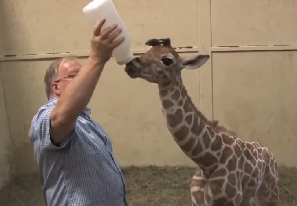 homem dando mamadeira para girafa