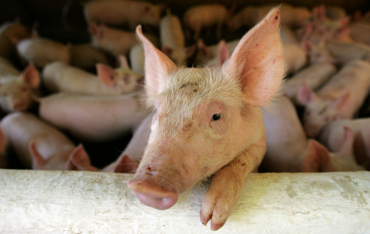 Consumo de carne suína no Brasil deve aumentar 2,8% em 2024
