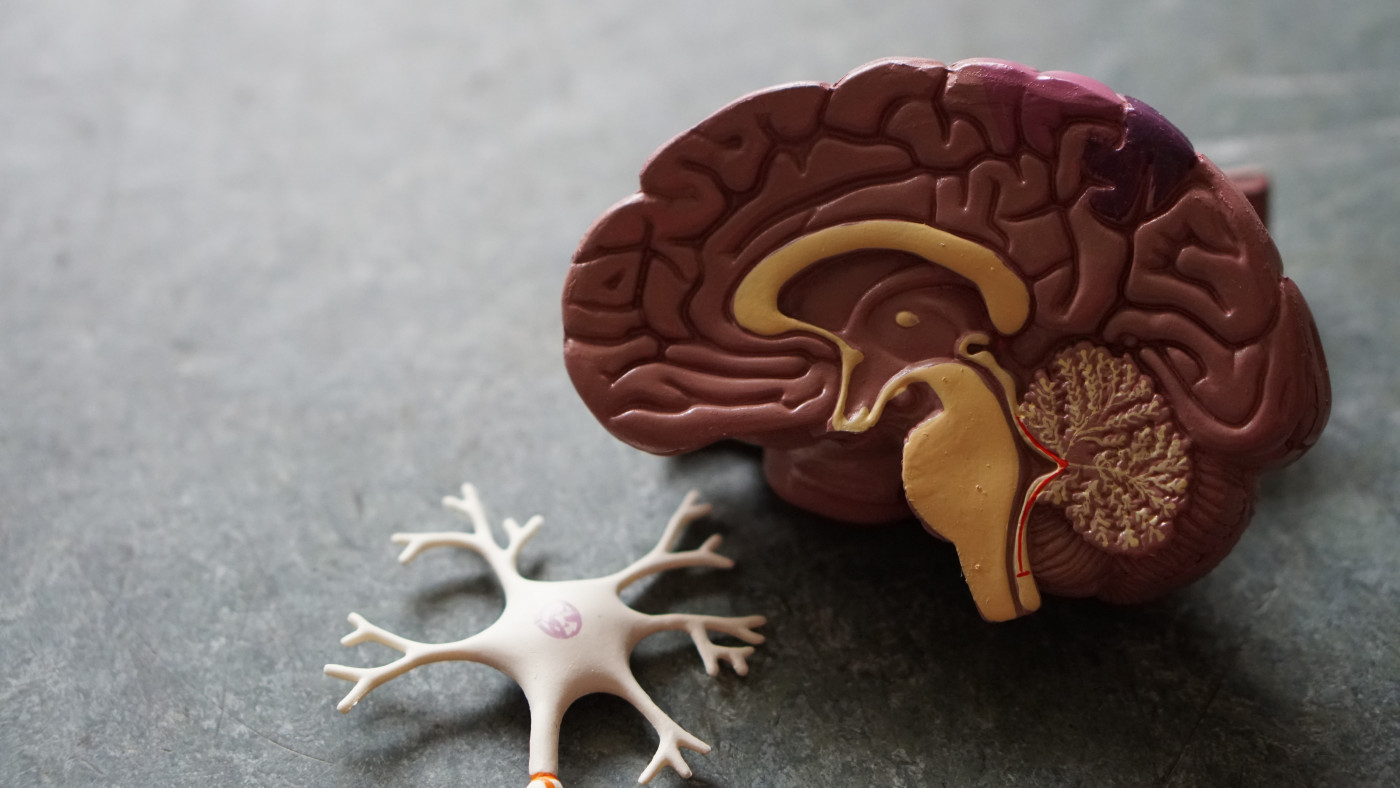 anatomia do cérebro