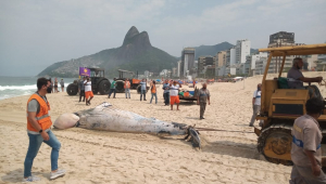 Remoção de baleia jubarte encontrada morta na praia do Leblon, no Rio de Janeiro