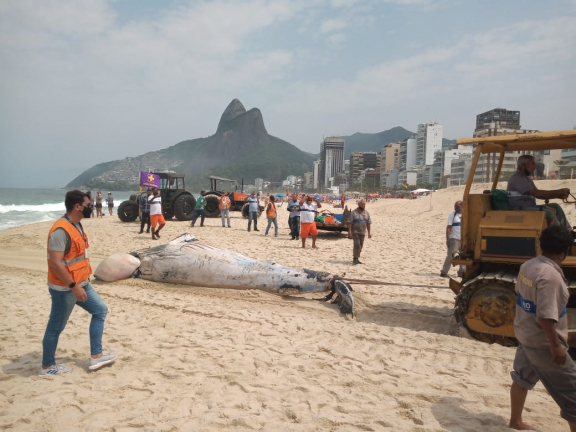 Remoção de baleia jubarte encontrada morta na praia do Leblon, no Rio de Janeiro