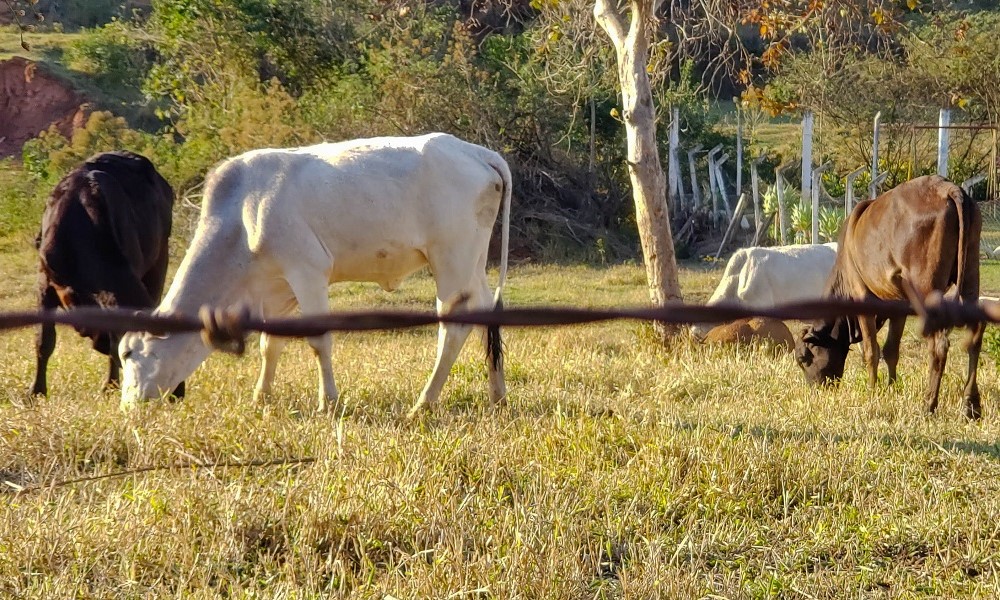 Quatro bois pastam em propriedade rural no interior de São Paulo