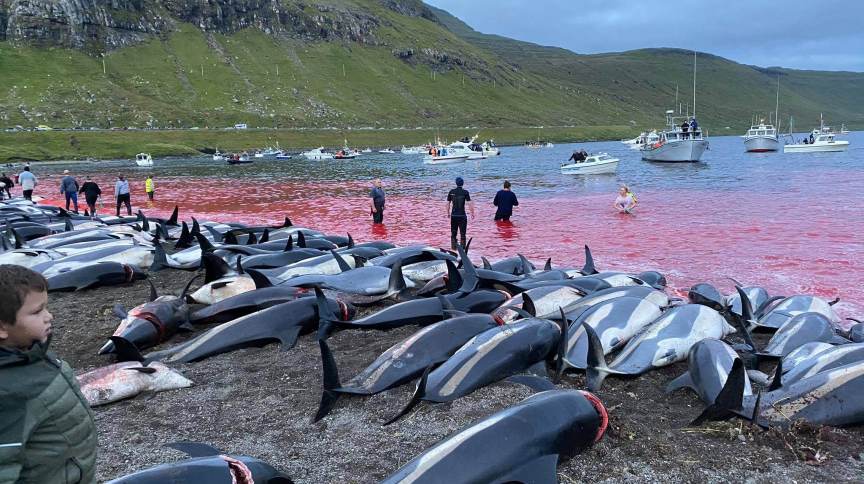 golfinhos mortos na costa das ilhas faroe