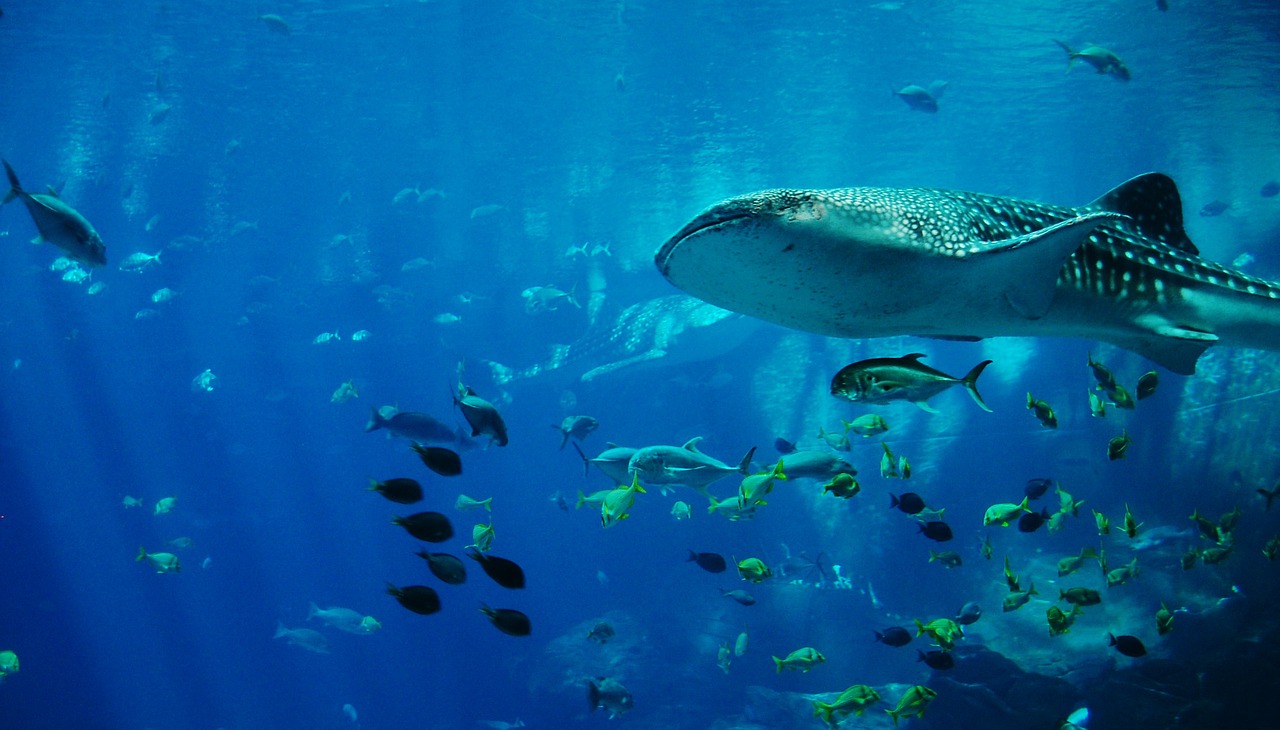 Imagem do fundo do mar com tubarão em primeiro plano