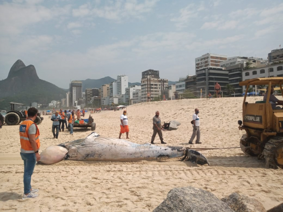 Baleia encontrada morta na praia do Leblon