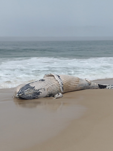 Baleia encontrada morta na praia do Leblon