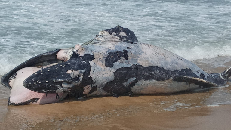 Baleia encontrada morta na praia do Leblon