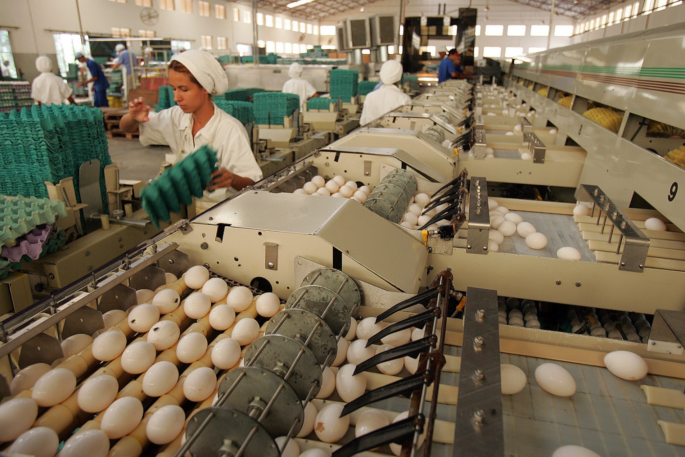 Fábrica de ovos com vários passando por máquinas e pessoas com uniformes verdes trabalhando