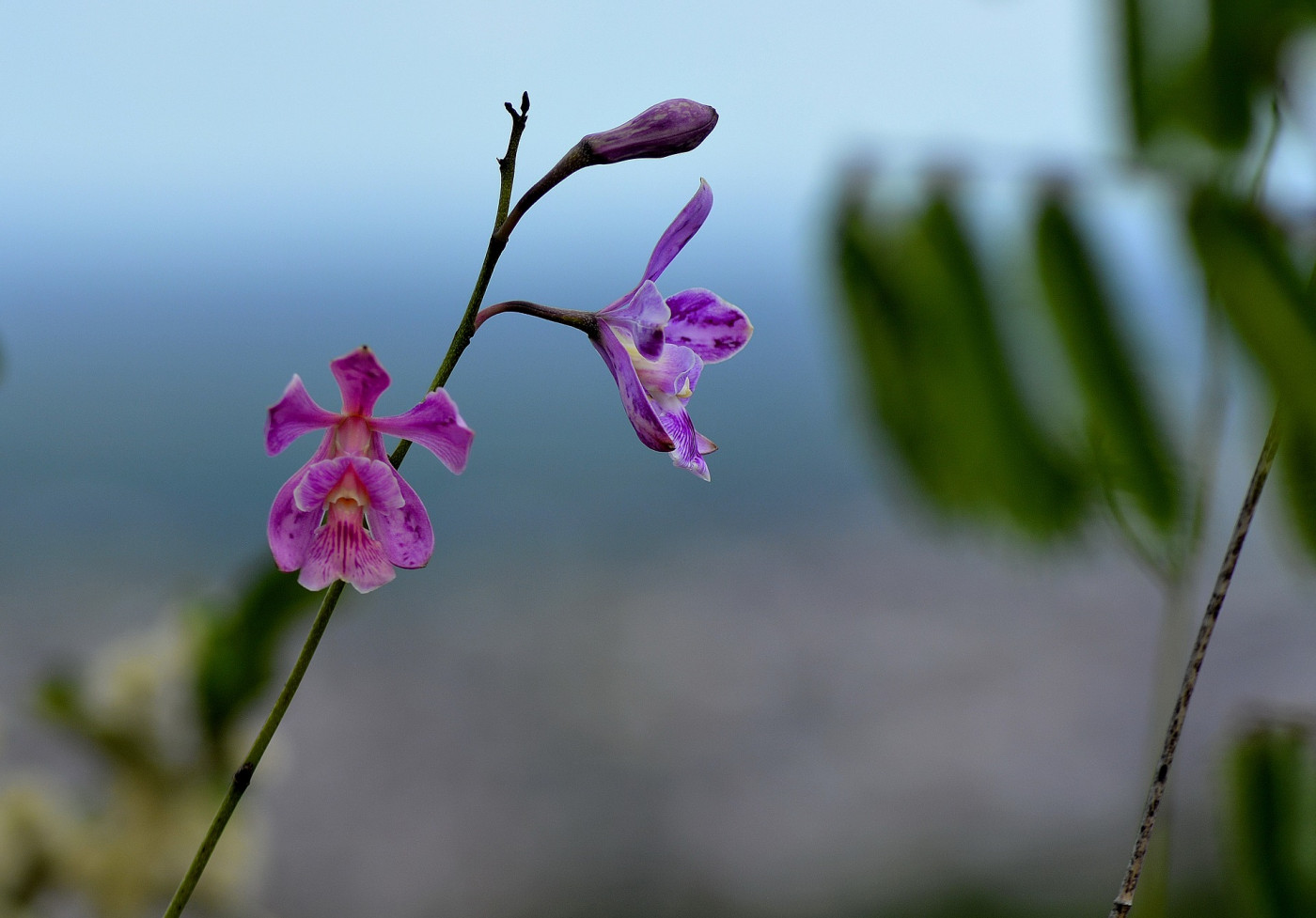 flor da caatinga
