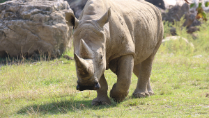 rinoceronte toby