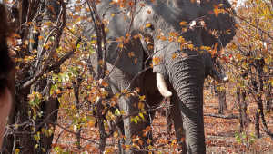 elefante no zimbabue
