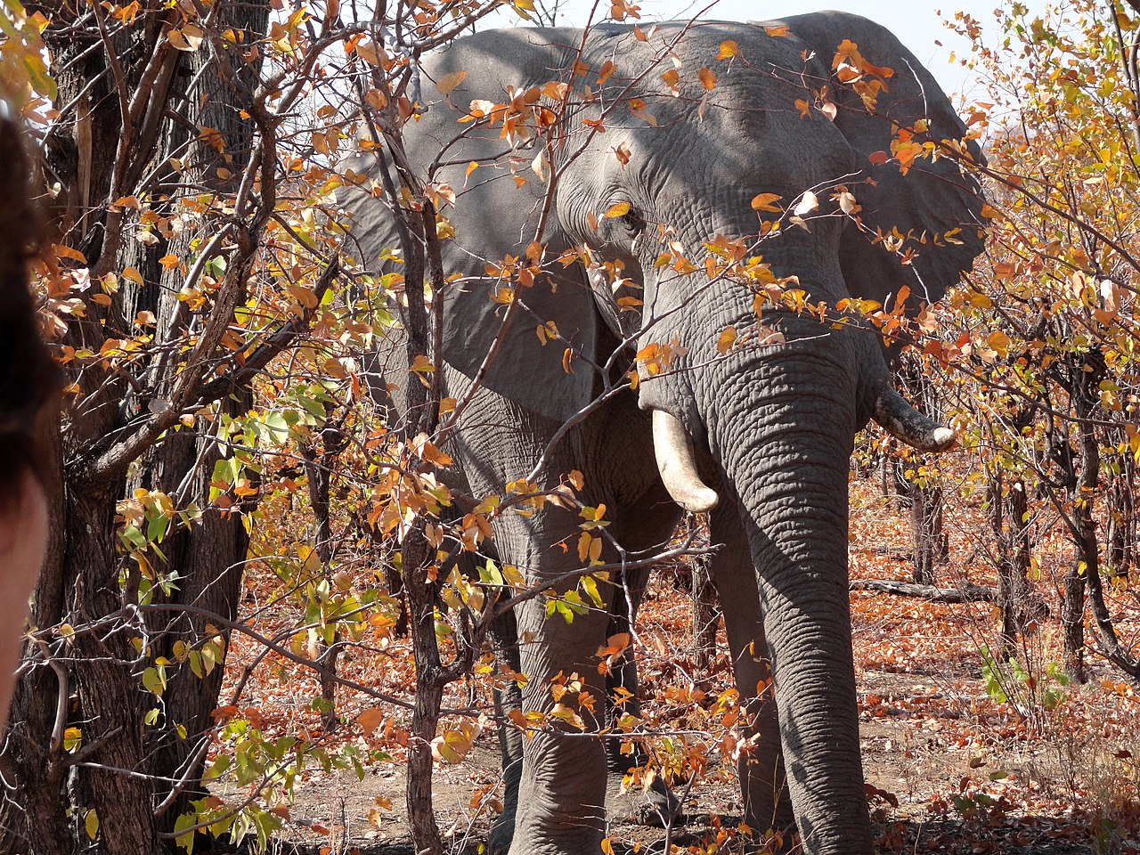 elefante no zimbabue