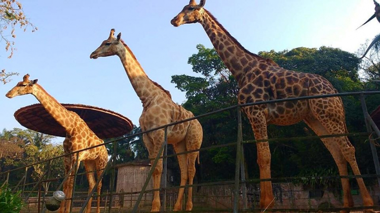 Três girafas em pé, uma do lado da outra, em um cercadinho no zoológico