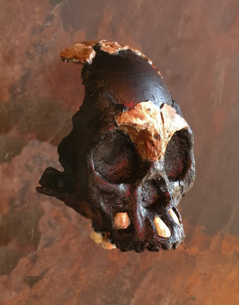 Crânio de uma criança que viveu há 250 mil anos