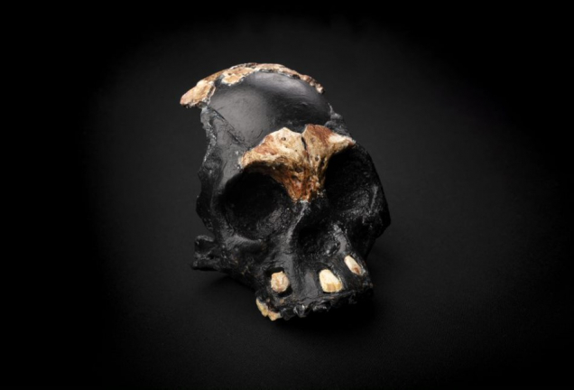 Crânio de uma criança que viveu há 250 mil anos