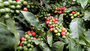 Imagem bem aproximada de uma plantação de café