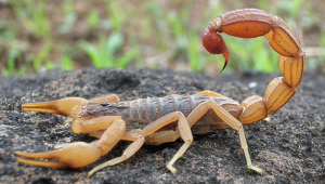 escorpião de cauda gorda, Egito