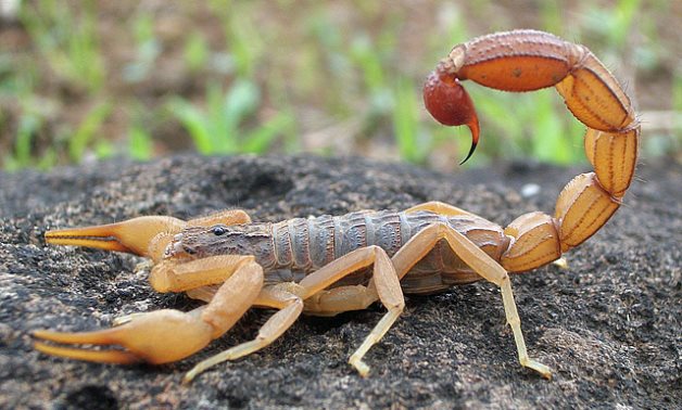 escorpião de cauda gorda, Egito