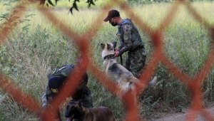cachorro farejador ao lado de local de explosão na colombia