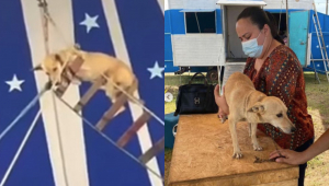 Montagem de um cachorro em um espetáculo de circo e, na segunda foto, ele sendo examinado por uma veterinária