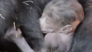 Filhote de gorila recém-nascido aninhado no colo da mãe