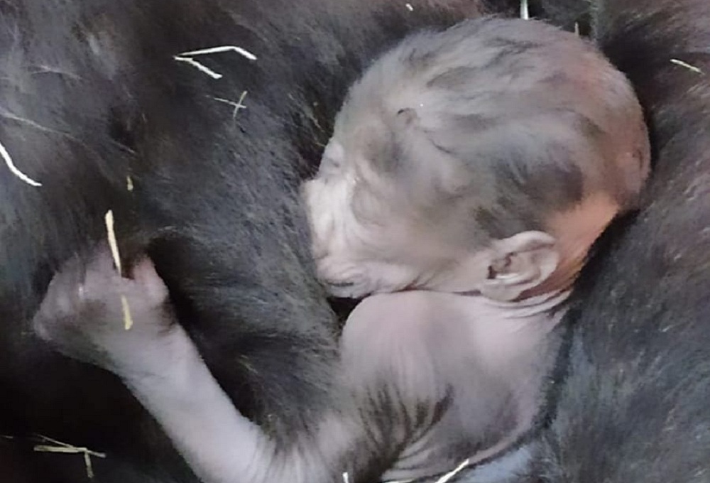 Filhote de gorila recém-nascido aninhado no colo da mãe