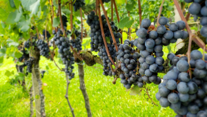 Venda de vinhos brasileiros cresce 75% em dois anos de pandemia da Covid-19