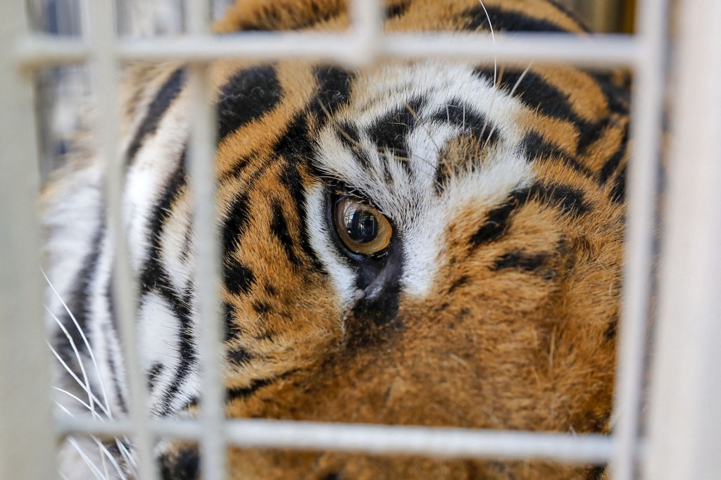 Tigre olha por entre as barras de uma gaiola