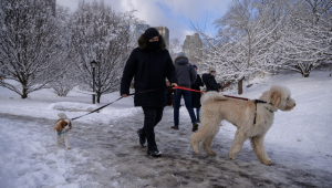 Pessoa levando cachorro para passear no meio da neve em nova york