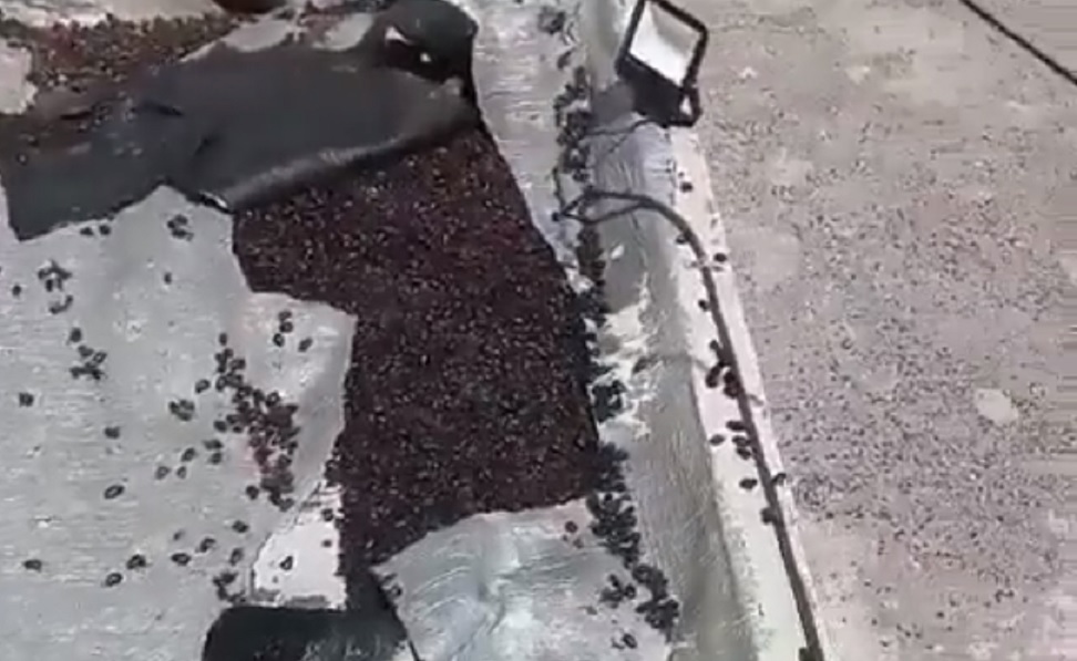 imagem de besouros acumulados em casa na argentina