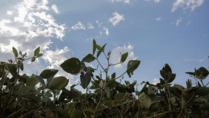 Plantação de soja em Campo Mourão em um dia de céu aberto