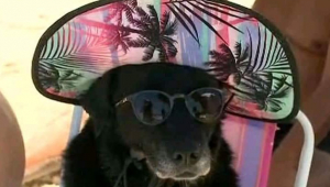 cachorro de oculos escuros na praia