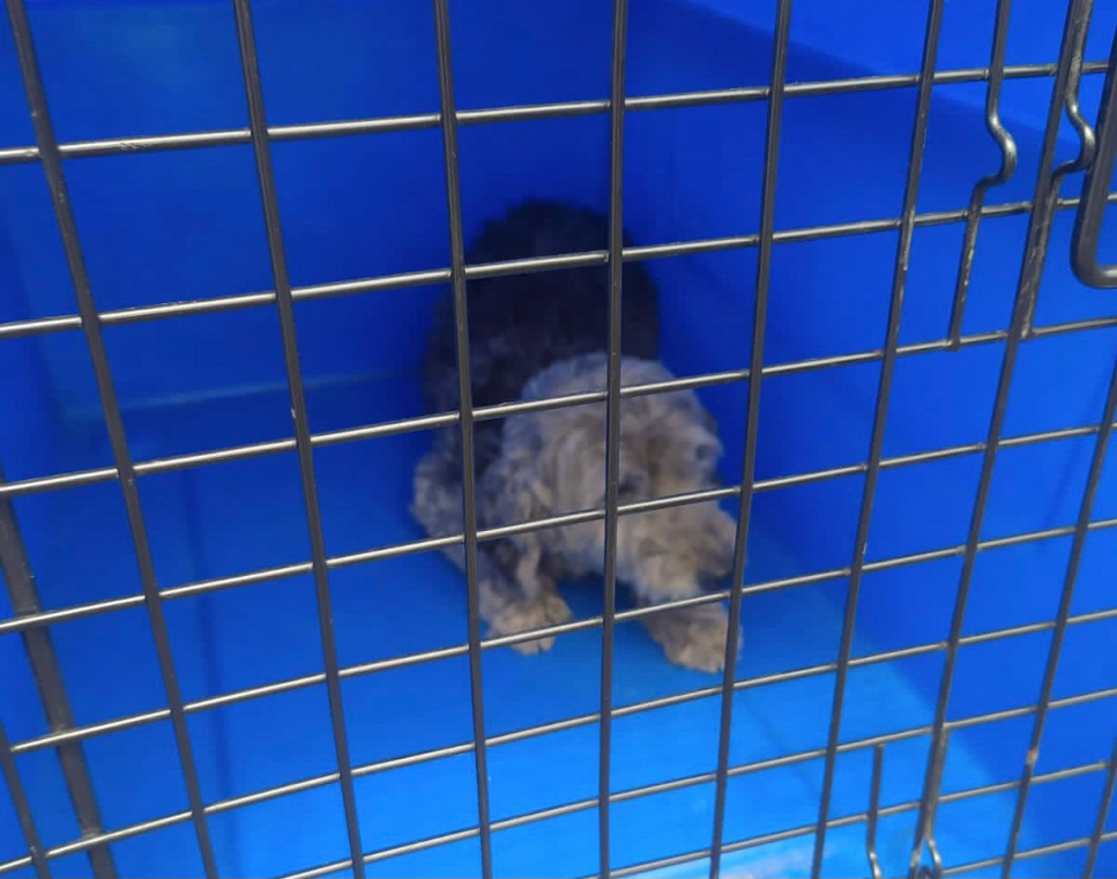 Cachorro resgatado na Dutra