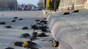 Pássaros mortos no México