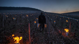 Geada atinge vinícolas da França