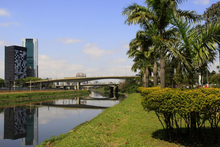Vegetação à margem do Rio Pinheiros, com prédios ao fundo