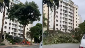 Após denúncias e reportagem da Jovem Pan, prefeitura retira árvore que prejudicava condomínio em SP