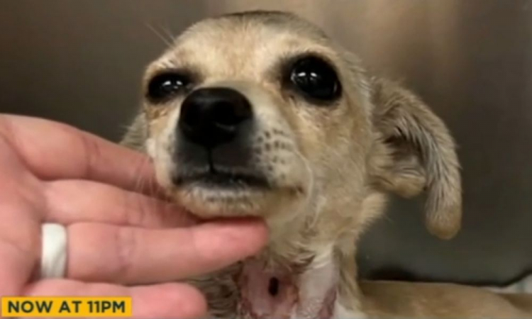 Chihuahua leva flechada no pescoço