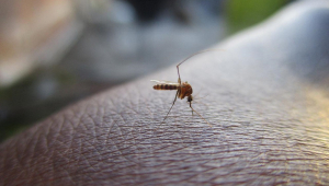 Mosquito da dengeu se prepara para picar parte do corpo de uma pessoa
