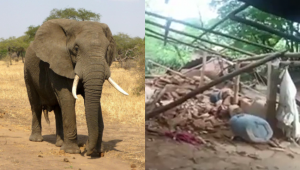Elefante e casa destruída na Índia